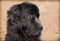 Extra large black newfoundland dog headshot on dried grass