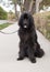 Extra large black newfoundland dog sits on sidewalk on leash