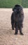 Extra large black newfoundland dog standing looking right by bus