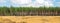 Extra large wide panoramic view of pine forest and cloudy sky. W