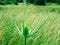 An extra special thistle kind of plant XL spiky foreground