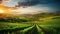 Extra wide panoramic shot of summer vineyard shot at sunset