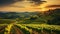 Extra wide panoramic shot of summer vineyard shot at sunset