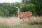 Extra wide whitetail buck standing at alert