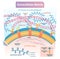 Extracellular matrix labeled infographic vector illustration scheme.