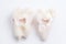 Extracted wisdom tooth cut in half on white background