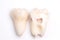 Extracted wisdom tooth cut in half on white background