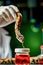 Extracting venom from snakes in laboratory, for medical research, antivenom production, for pharmaceutical purposes