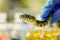 Extracting venom from snakes in laboratory, for medical research, antivenom production, for pharmaceutical purposes