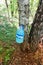 Extraction of birch sap from wood. Folded into a plastic bottle