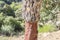 Extraction of cork, naked trunk, cork tree