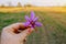 Extraction of stigmas of saffron in a field at harvest time