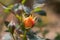 extraordinary orange colored rose blossom on a rose bush