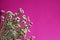 The extraordinary small field daisies composition on a neon pink background