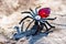 An extravagant women`s brooch in the form of a black spider with rhinestones and a red stone, shimmering in the sunlight under the