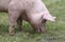 Extrem closeup of a grazing young sow