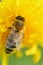 extrem macro shot of working bee at yellow flower- dandelion
