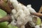 Extreme close shot of white waxy fuzzy mealybug pseudococcidae.