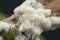 Extreme close shot of white waxy fuzzy mealybug pseudococcidae.