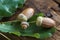 Extreme close-up of acorns and green oak leaves on a dark wooden table, selective focus