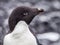 Extreme close up of adelie penguin facing right