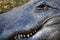 Extreme Close Up of an Alligator and Its Toothy Grin