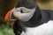 Extreme close up of an Altantic Puffin head, focus on the eye of the bird