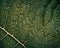 Extreme close up background texture of backlit green leaf veins