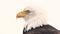 Extreme close up of bald eagle with scarred beak