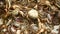 extreme close-up of a basin of crabs caught in rice fields by a crab hunter