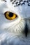 Extreme Close-up of a beautiful Snowy owl. Amazing American Wildlife. Generative Ai