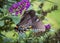 Extreme close up of Black Swallowtail butterfly, Papilio machaon  .CR2