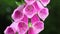 Extreme close-up of blossoms of purple foxglove