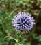 Extreme close-up of blue globe-thistle with a bee foraging for nectar