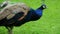 Extreme close-up blue Indian peacock, walking colorful bird