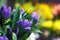 Extreme close-up of a bouquet of fresh alstroemeria flowers, closed buds on a blurred background of a flower shop