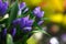 Extreme close-up of a bouquet of fresh alstroemeria flowers, closed buds on a blurred background of a flower shop