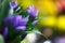 Extreme close-up of a bouquet of fresh alstroemeria flowers, closed buds on a blurred background of a flower shop