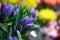 Extreme close-up of a bouquet of fresh alstroemeria flowers, closed buds on a blurred background of a flower shop