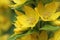 Extreme close up, bright yellow flowers of Lysimachia punctata,