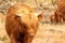 extreme close up of a brown scottish highlander cow chewing its dry grass and looking at the camera at the Mookerheide nature