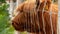 extreme close up of a brown scottish highlander cow trying to eat the leaves through the fence at the mookerheide nature reserve