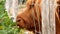 extreme close up of a brown scottish highlander cow trying to eat the leaves through the fence at the mookerheide nature reserve