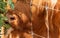 extreme close up of a brown scottish highlander cow trying to eat the leaves through the fence at the mookerheide nature reserve