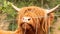 extreme close up of a brown scottish highlander cow trying to eat the leaves through the fence at the mookerheide nature reserve