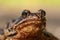 Extreme close up of a brown speckled frog