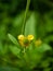 Extreme close up of the Colewort Geum urbanum