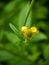 Extreme close up of the Colewort Geum urbanum