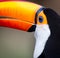 Extreme close up of the colorful toco toucan
