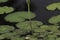 Extreme close-up of a damselfly resting on the stem of a water lily.